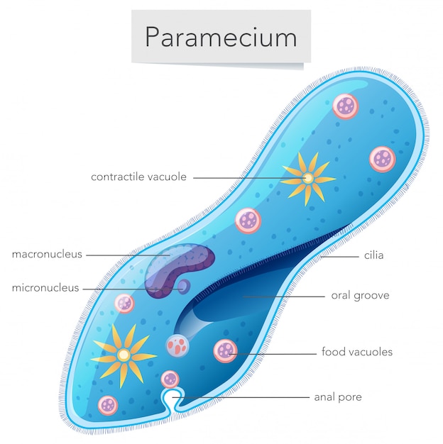 Diagramma di scienza dei batteri paramecium