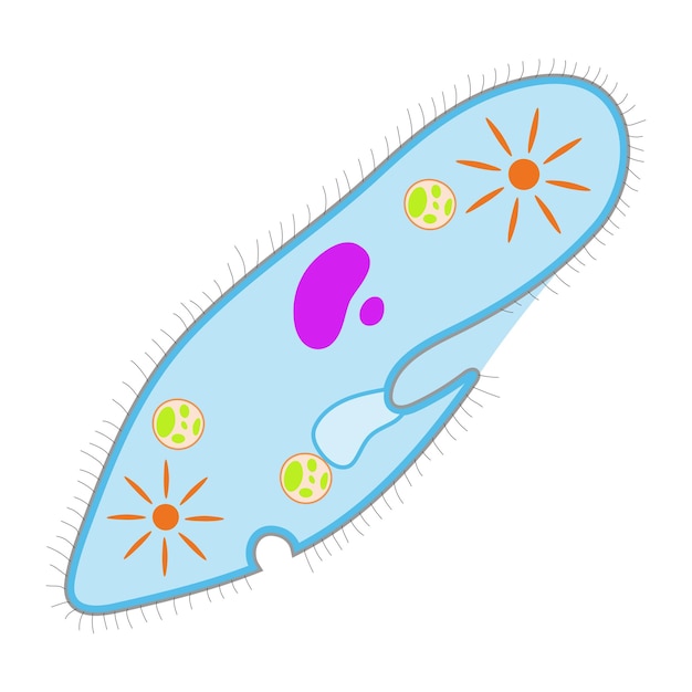 Вектор paramecium caudatum на белом фоне