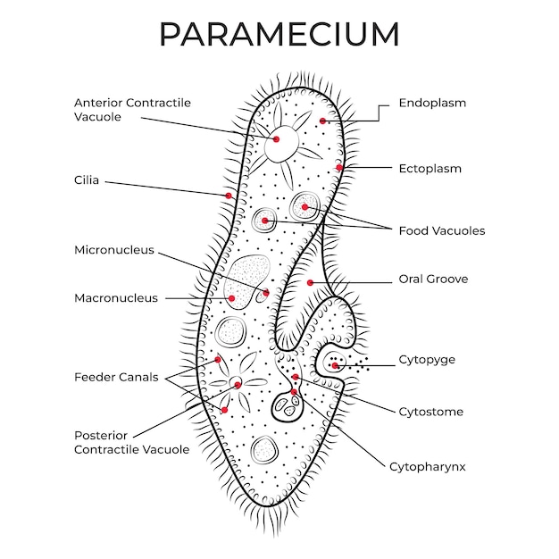 Paramecium
