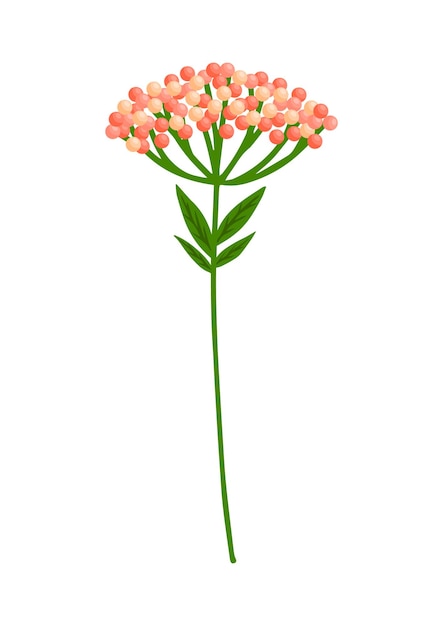 Parapluveldplant of een valeriaantak voor een boeket vectorillustratie geïsoleerd