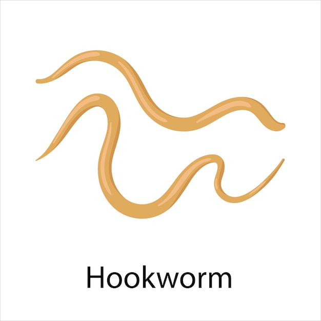 Parasites worms in domestic animals hookworm