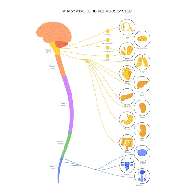 Vector parasympathetic nervous system