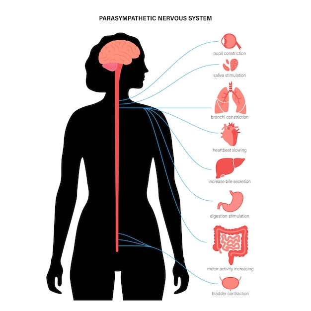 Parasympathetic nervous system