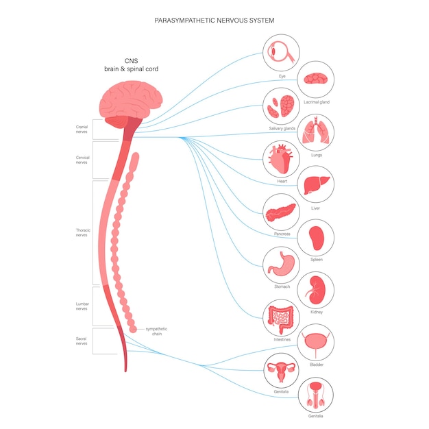 Parasympathetic nervous system