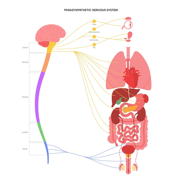 Vector parasympathetic nervous system