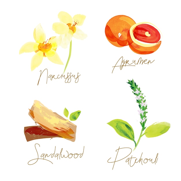 Vector parfum ingrediënten aquarel illustratie