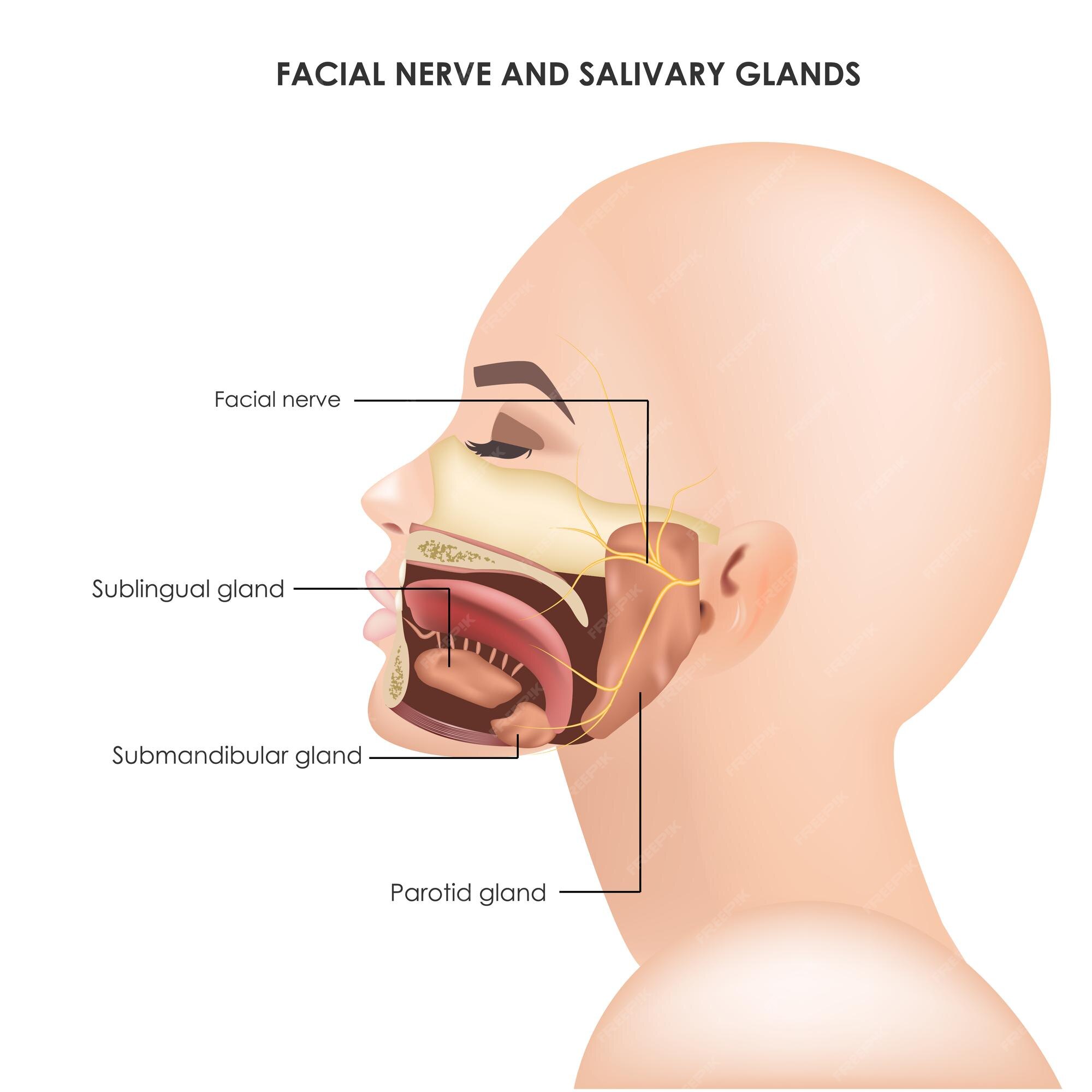 File:Mandibular Nerve.jpg - Wikimedia Commons