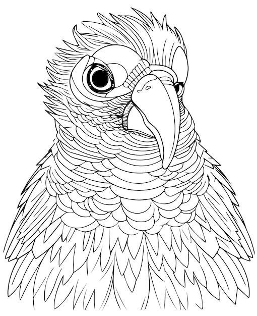 Parrot bird illustration cute parrot coloring page for kids and adult parrot mascot logo parrot b