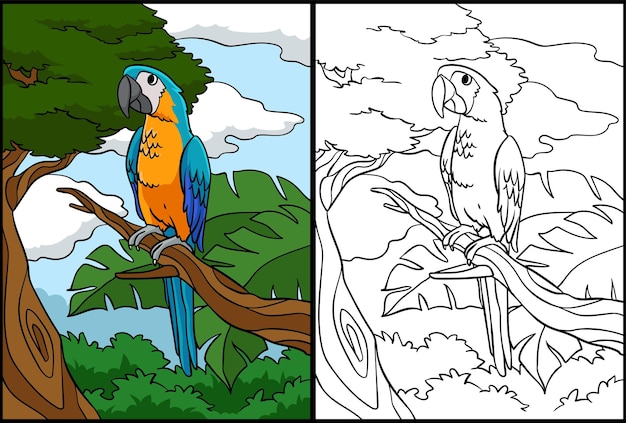 Parrot Coloring Page Colored Illustration