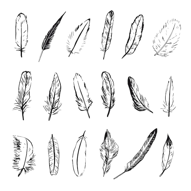 Parrot feathers vector line illustrations set