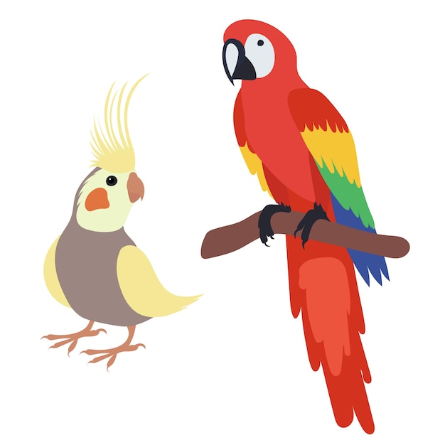 Vector parrot flat design on white background isolated vector