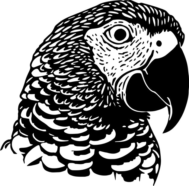 Parrot head Vector illustration on a isolated background SVG
