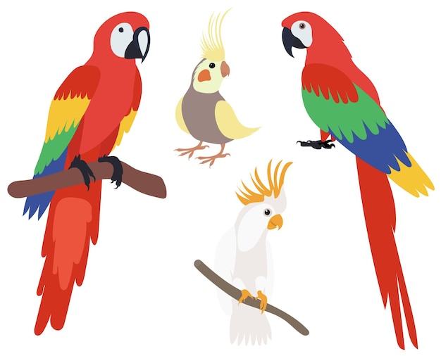 Parrot set flat design isolated on white background vector