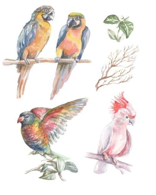 Parrot tropical birds watercolor illustration hand drawn jungle