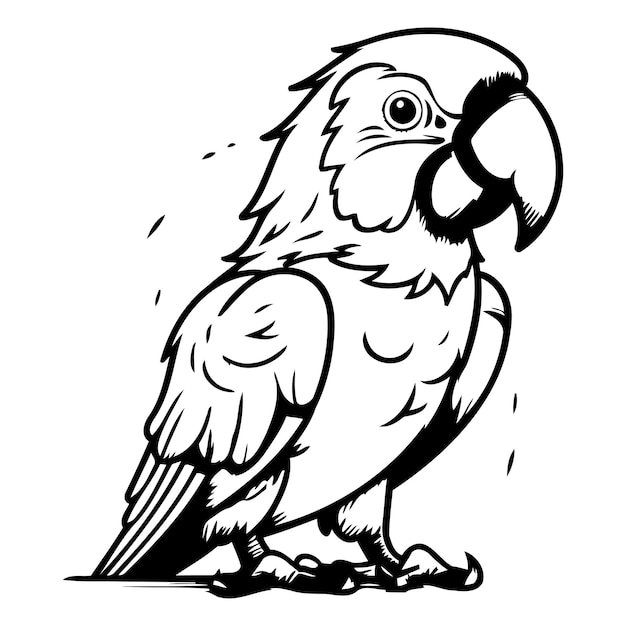 Parrot vector illustration isolated on a white background Cartoon parrot