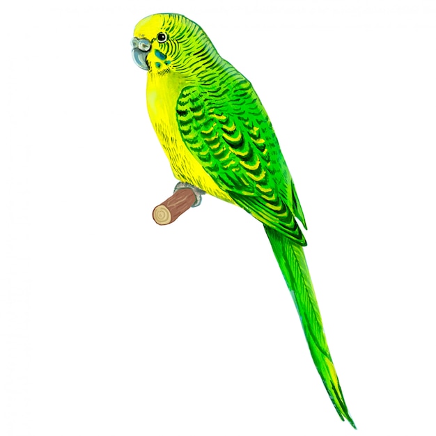 Parrot wavy, green. Watercolor