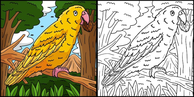parrotlet bird coloring page colored illustration