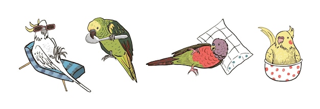 Vector parrots birds pets vector illustrations set