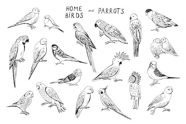 Parrots birds vector illustrations line set