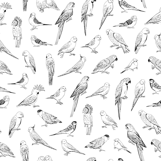 Parrots birds vector line seamless pattern