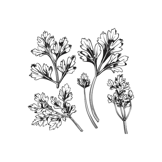 parsley engraving design vector template illuustration