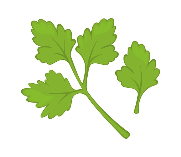 Parsley Herb Spice Vector illustration