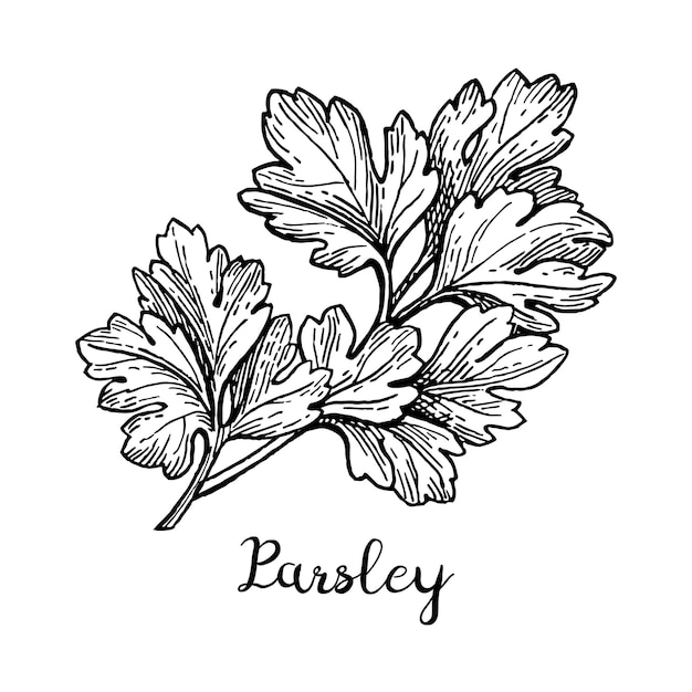 Parsley ink sketch Isolated on white background Hand drawn vector illustration Retro style