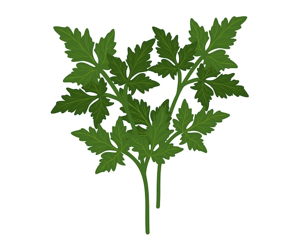 Parsley isolated on white background hand drawn flat vector illustration.