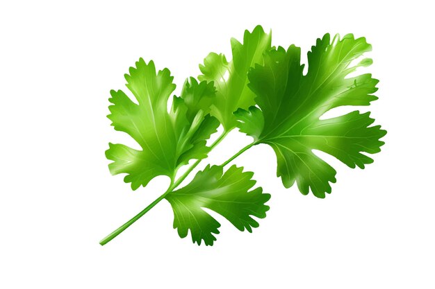 Vector parsley isolated on white background