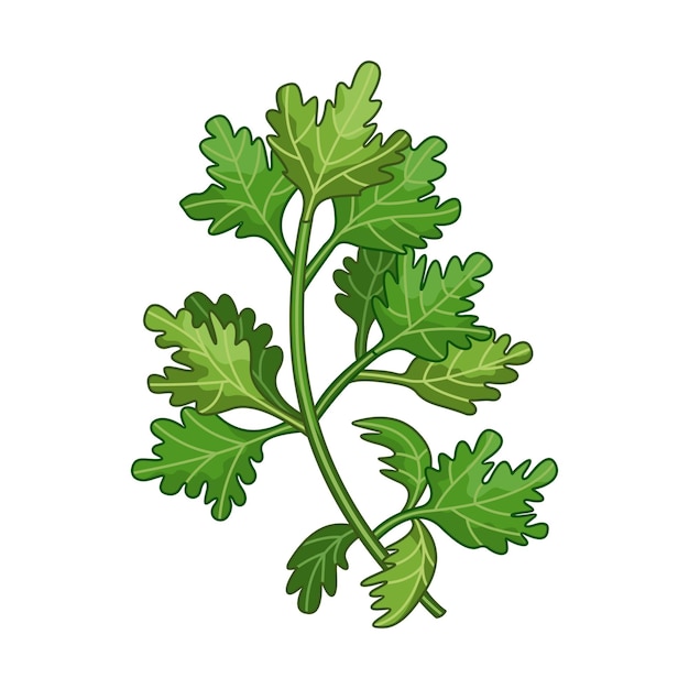 Vector parsley spice vector realistic colored botanical illustration