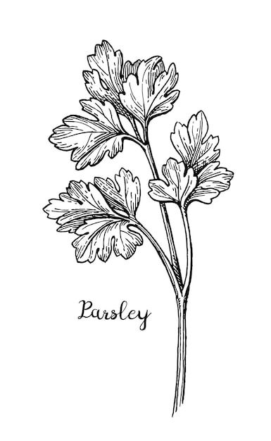 Parsley. Vintage style ink drawing.