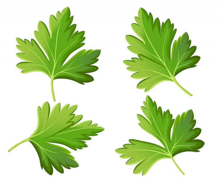 Vector parsley  on white photo-realistic  illustration  element in culinary, cooking ingredient, package decoration, sticker, label.