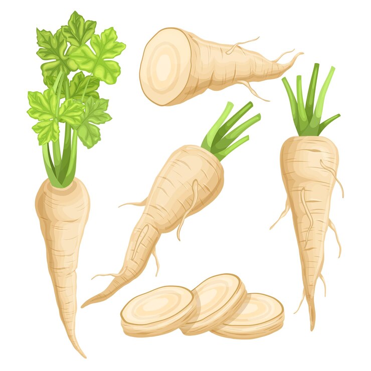 Vector parsnip food healthy set cartoon vector illustration