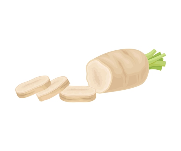 Vector parsnip root cut into slices vector item cooking agricultural ingredient