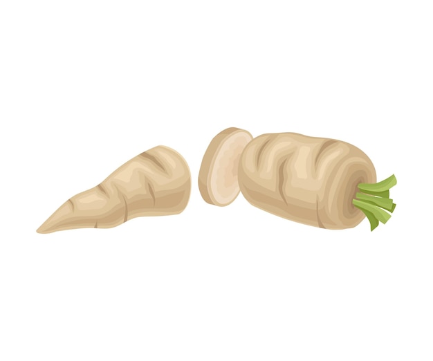 Vector parsnip root cut into two halves vector item cooking agricultural ingredient