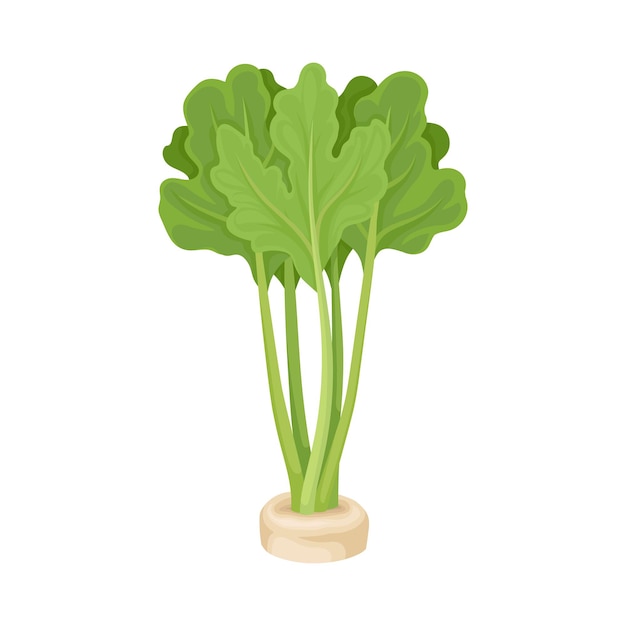 Parsnip Root Peeped out From the Ground With Green Leaves Vector Illustration Agricultural Ingredient Concept