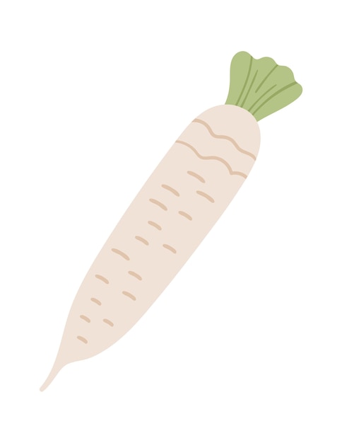 Vector parsnip vegetable icon vector illustration
