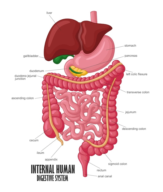 Vector the part of internal human digestive system illustration