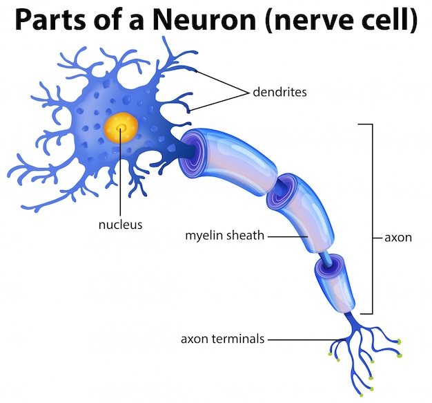 Part of a neuron diagram