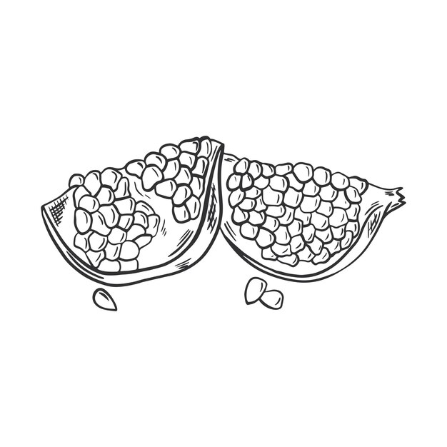 Part pomegranate hand drawn sketch isolated vector object