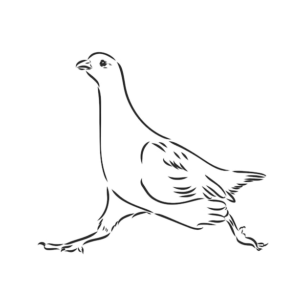 자고새, 마을의 뇌조 스케치 새, 가금류