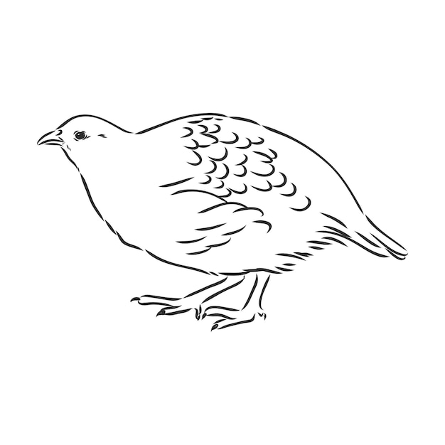 Partridge, grouse sketch birds in the village, poultry partridge vector sketch