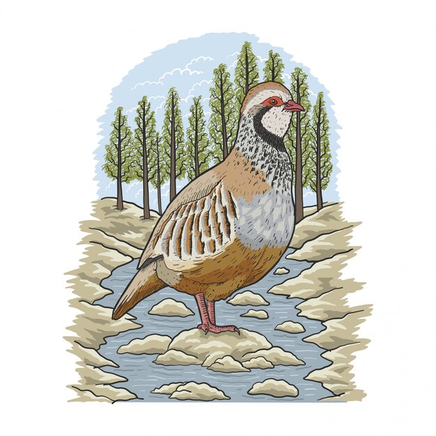 Partridge river illustration