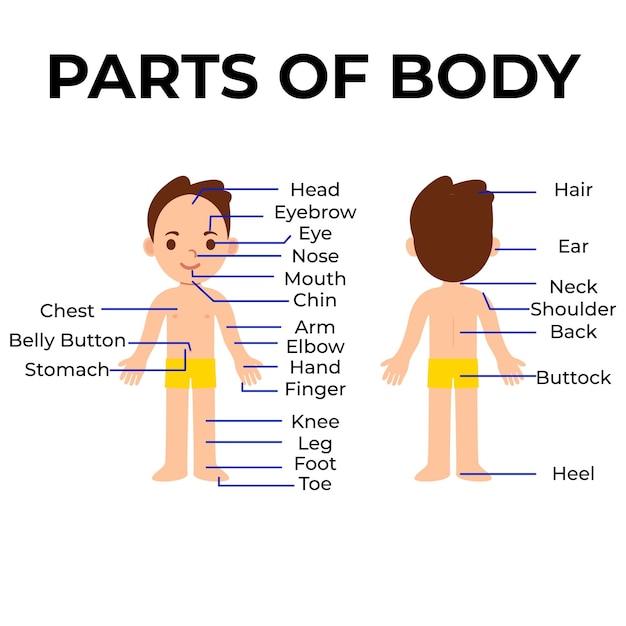 Vector parts of body