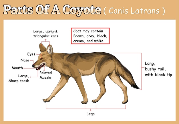 parts of a coyote vector