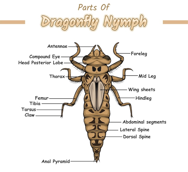 Vector parts of dragonfly nymph