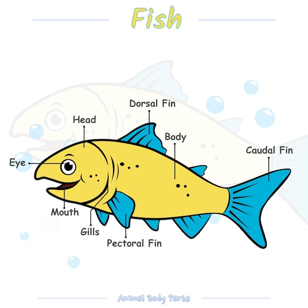 Parts of a fish cartoon