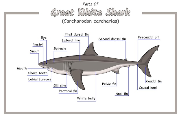 Parts of great white shark