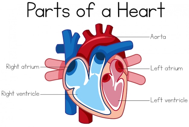 parts of heart diagram