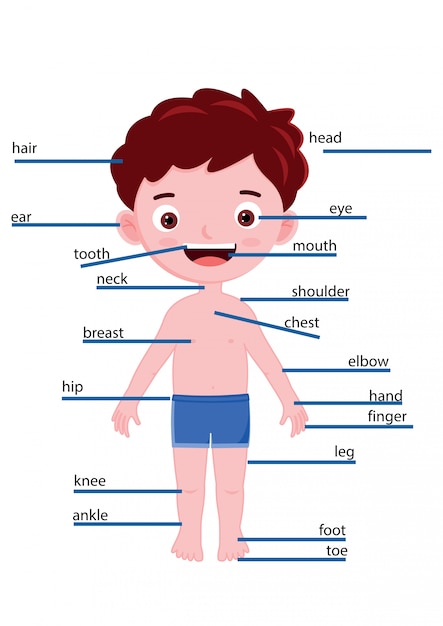 男の子の体の一部の部分